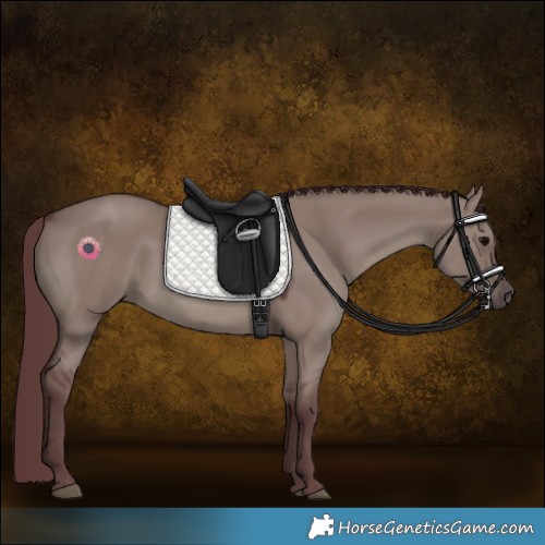 Horse Color:Chocolate Grullo