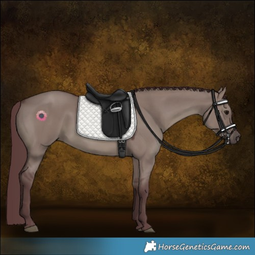 Horse Color:Chocolate Grullo