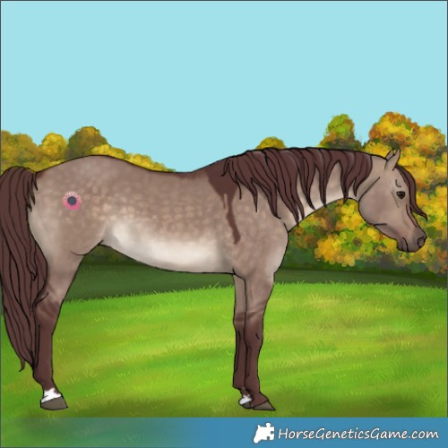 Horse Color:Chocolate Brown Dun 