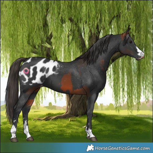 Horse Color:Brown Appaloosa and Black Appaloosa