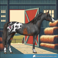 Horse Color:Brown Appaloosa  and Black Appaloosa 