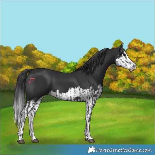Horse Color:Black  and Black Splash 