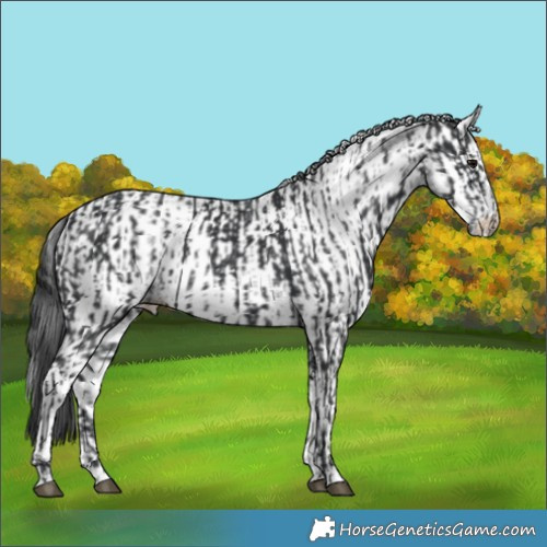 Horse Color:Black and White Spotted Black