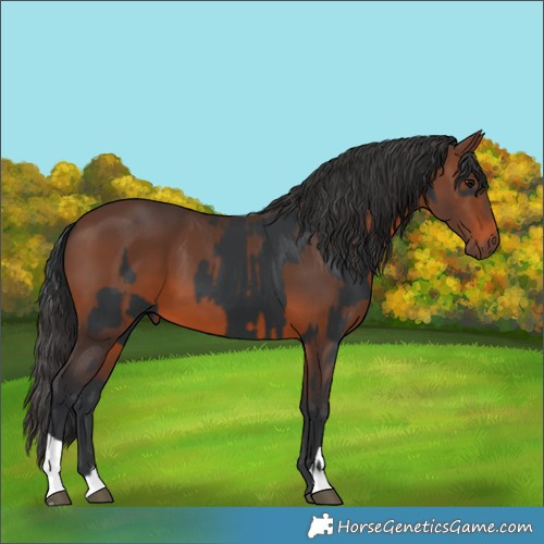 Horse Color:Black  and Brown 