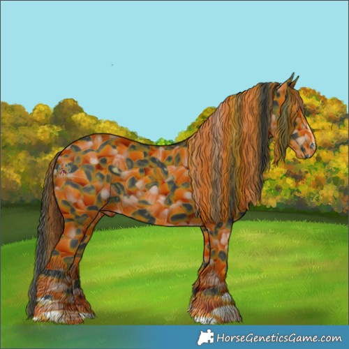 Horse Color:Black  and Black 