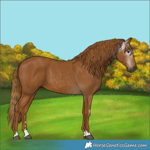Horse Color:Gray Chestnut
