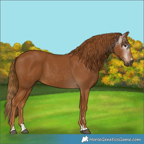 Horse Color:Gray Chestnut 