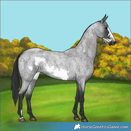 Horse Color:Blue Roan and Blue Roan Frame