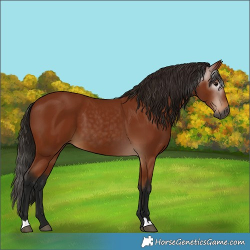 Horse Color:Gray Bay