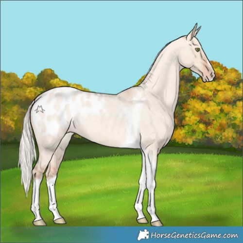 Horse Color:Silver Amber Champagne Roan Dun Splash Tobiano Frame Appaloosa Rabicano