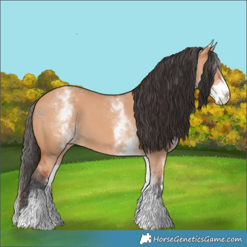 Horse Color:White Spotted Bay Dun