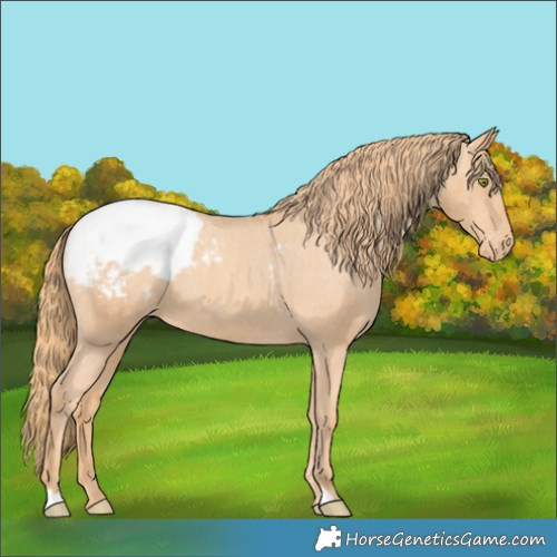 Horse Color:Gold Champagne Appaloosa