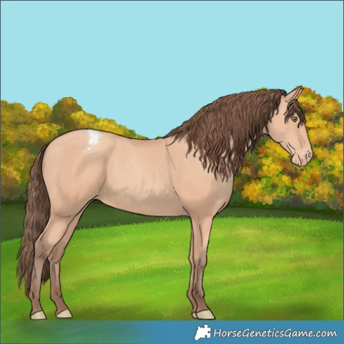 Horse Color:Amber Champagne Appaloosa