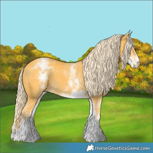 Horse Color:White Spotted Palomino 
