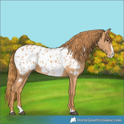 Horse Color:Chestnut Splash Near Leopard 