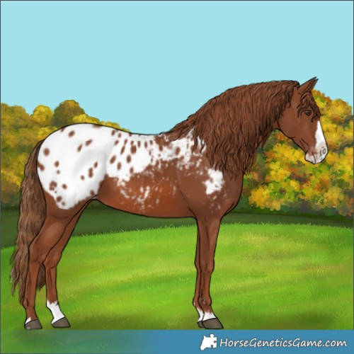 Horse Color:Chestnut Splash Appaloosa
