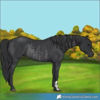 Horse Color:Black  and Black Rabicano 