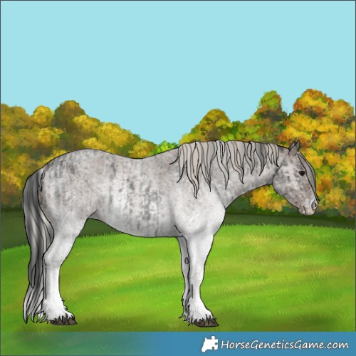 Horse Color:White Spotted Blue Roan Rabicano and White Spotted Silver Blue Roan Rabicano