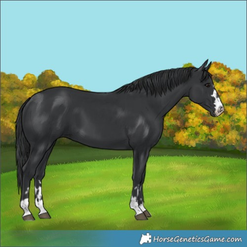 Horse Color:Black  and Black 