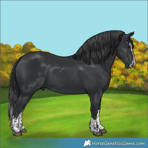 Horse Color:Black and Black Splash