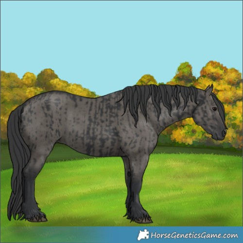 Horse Color:Black  and Grullo 