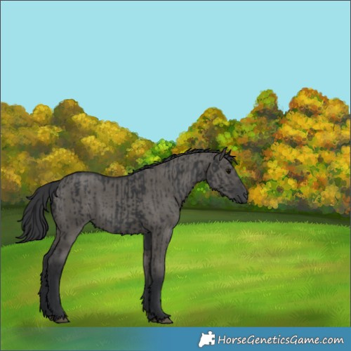 Horse Color:Black  and Grullo 