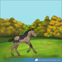 Horse Color:Black  and Classic Champagne 
