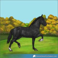 Horse Color:Black and Gray Black