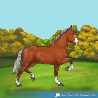 Horse Color:Silver Bay 