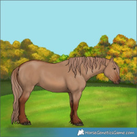 Horse Color:Red Dun 