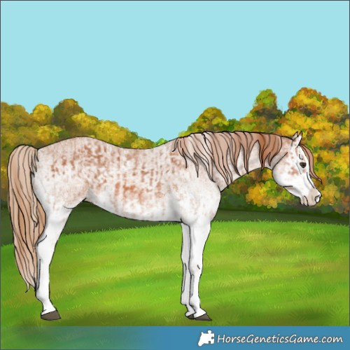 Horse Color:White Spotted Chestnut Splash and White Spotted Chestnut Splash