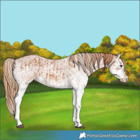 Horse Color:White Spotted Chestnut Splash and White Spotted Chestnut Splash