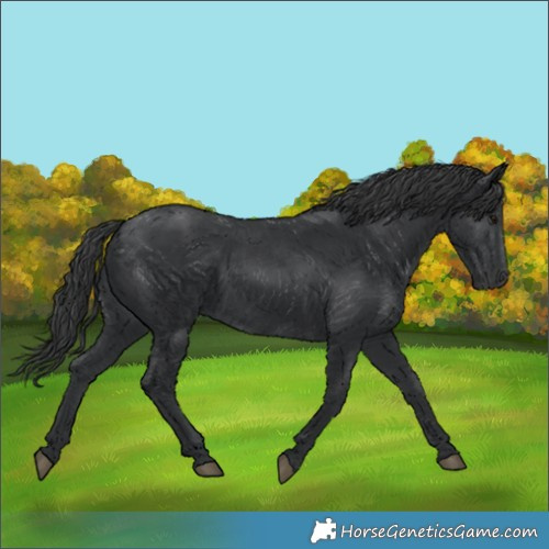 Horse Color:Black  and Black 