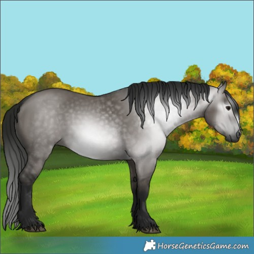 Horse Color:Gray Grullo