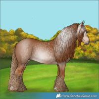 Horse Color:Gray Chestnut 