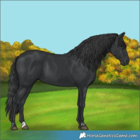 Horse Color:Black  and Black Rabicano 