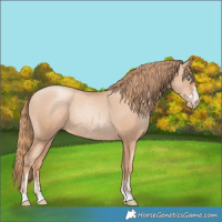 Horse Color:Gold Champagne Pearl Rabicano  and Gold Champagne Pearl Rabicano 
