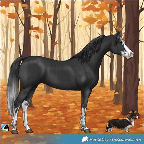 Horse Color:Black Splash  and Black Splash 