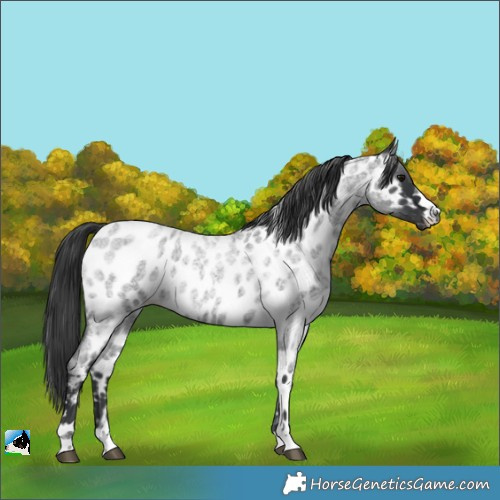 Horse Color:Blue Roan Appaloosa