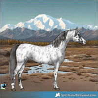 Horse Color:Blue Roan Near Leopard 