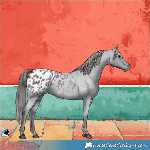 Horse Color:Blue Roan Blanket 