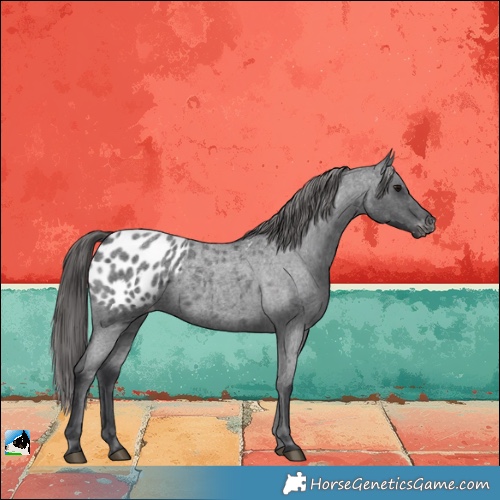 Horse Color:Blue Roan Appaloosa 