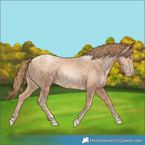 Horse Color:Gold Champagne Pearl Rabicano  and Gold Champagne Pearl Rabicano 