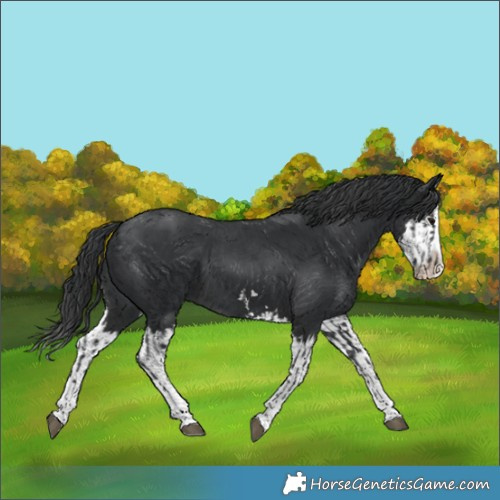 Horse Color:Black  and Black Splash 