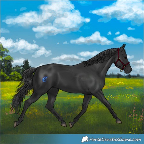 Horse Color:Black  and Black 