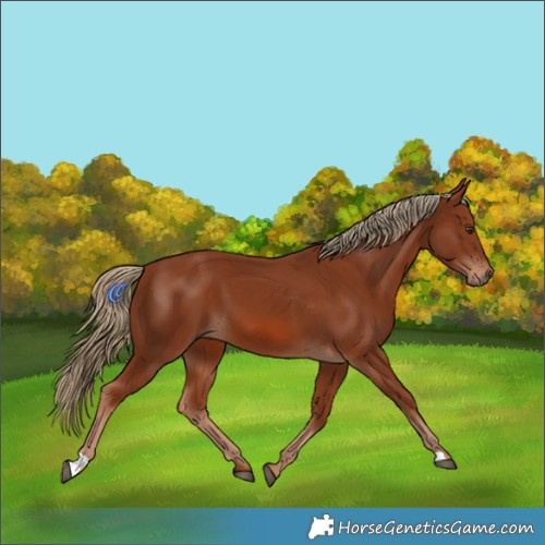 Horse Color:Chestnut 