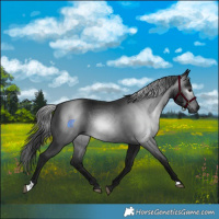 Horse Color:Gray Black 