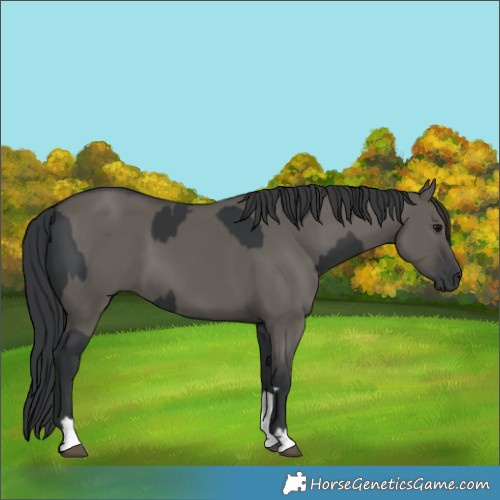 Horse Color:Black  and Grullo 