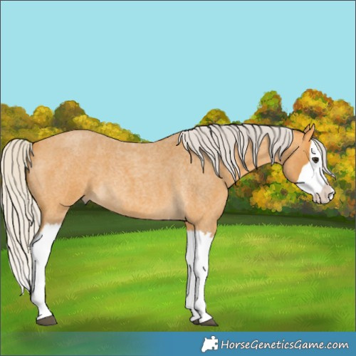 Horse Color:Unknown 