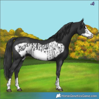 Horse Color:Black Frame  and Black Frame 